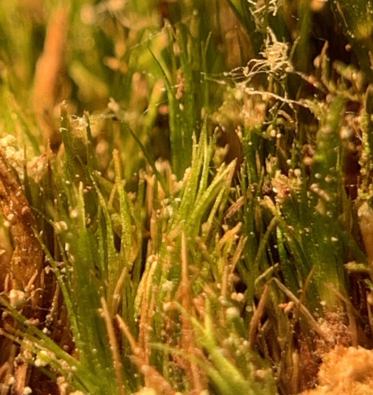 Campylopus schimperi